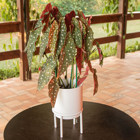 Begônia Maculata + Vaso em metal com suporte