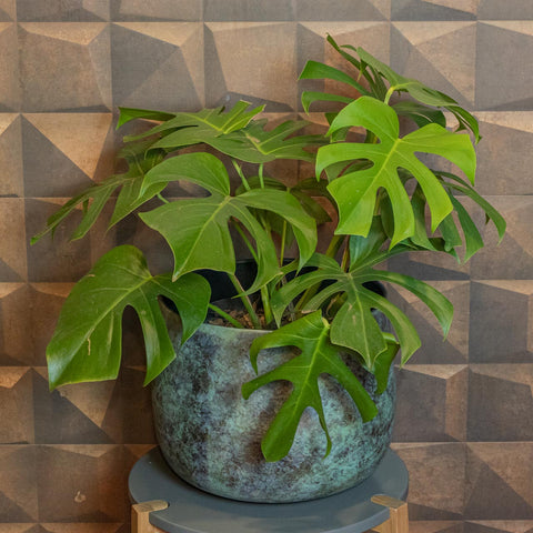 Cachepot Elisa - Mystic Green