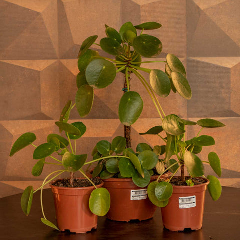 Pilea peperomiodes