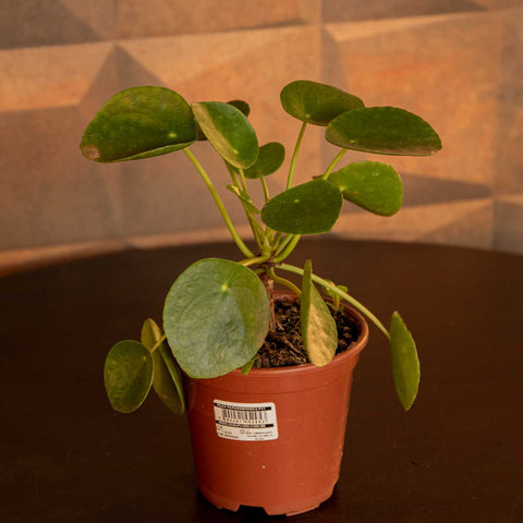 Pilea peperomioides
