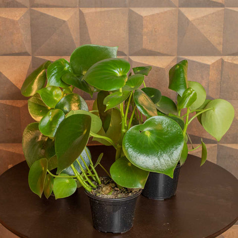 Peperomia Polybotrya - 'Rain Drop'