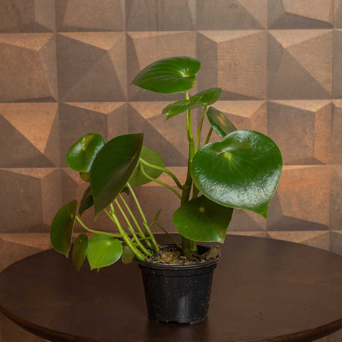 Peperomia Polybotrya - 'Rain Drop'