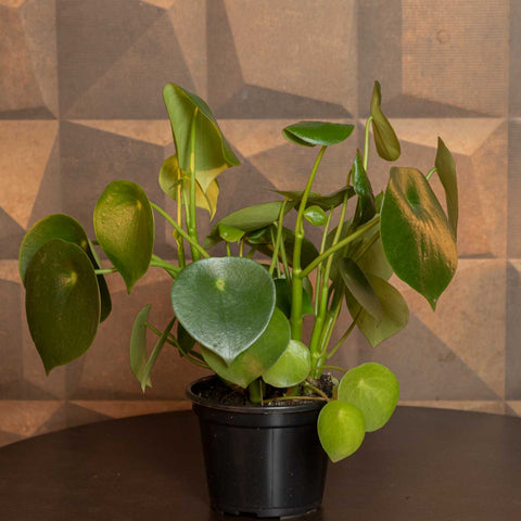 Peperomia Polybotrya - 'Rain Drop'