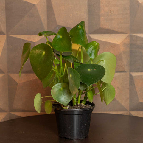 Peperomia Polybotrya - 'Rain Drop'