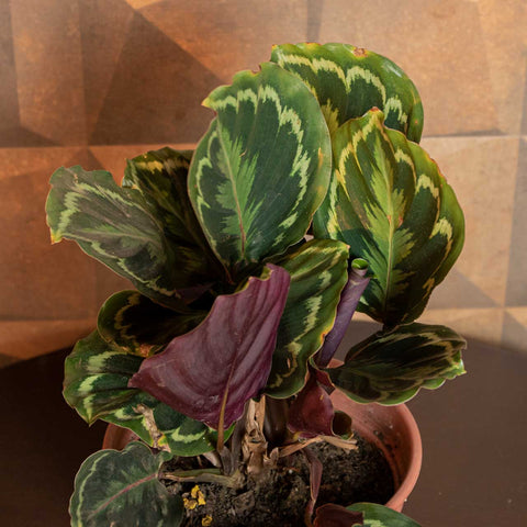 Calathea Medallion