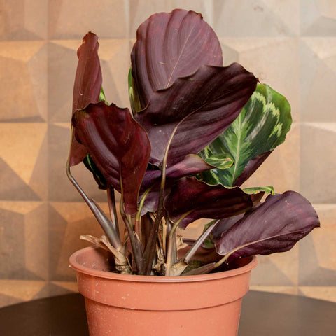 Calathea Medallion