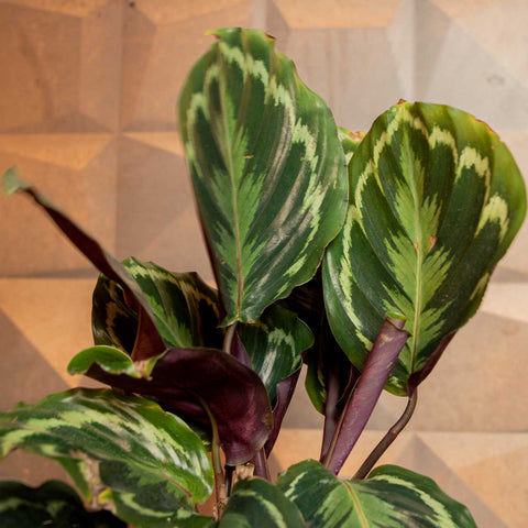 Calathea Medallion