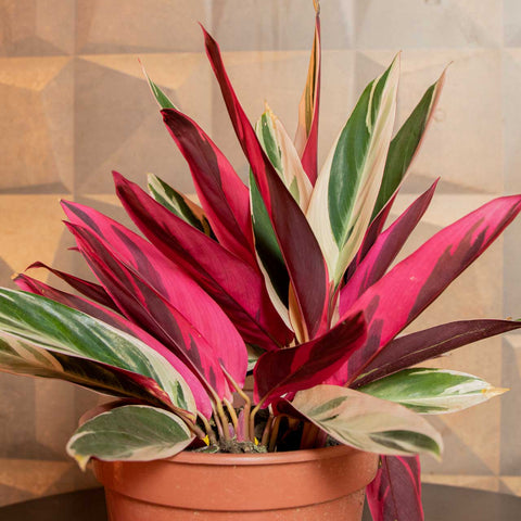 calathea triostar