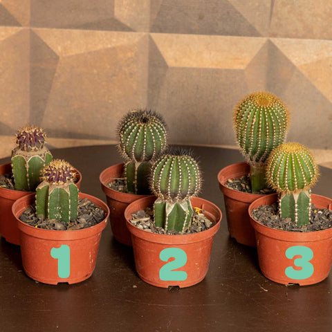 cactos enchertados