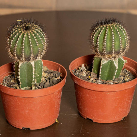 Cactos Enxertados (p/ colecionador)