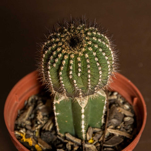 Cactos Enxertados (p/ colecionador)