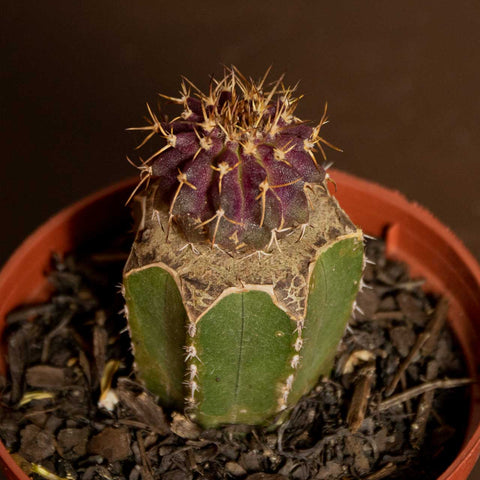 Cactos Enxertados (p/ colecionador)