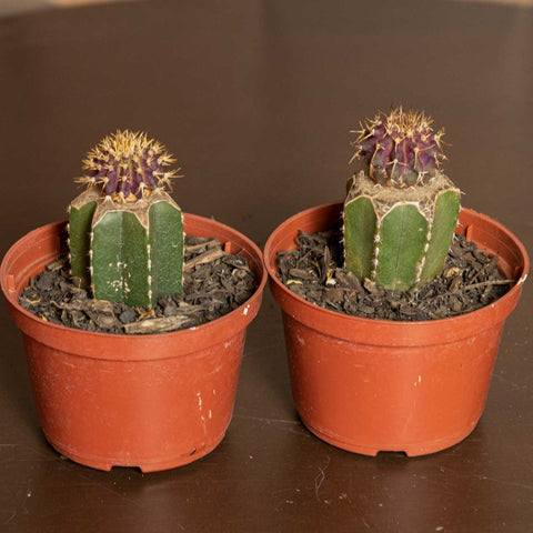 Cactos Enxertados (p/ colecionador)
