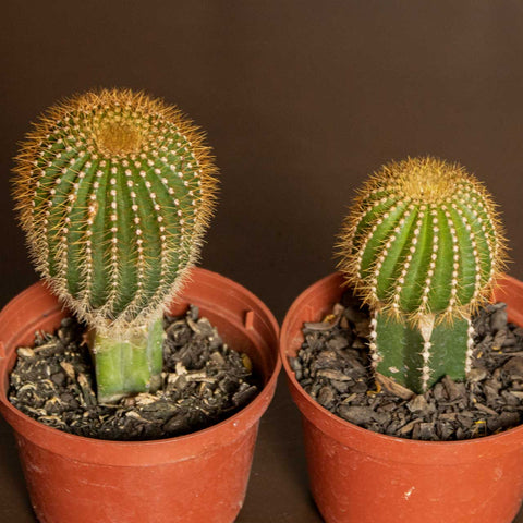 Cactos Enxertados (p/ colecionador)