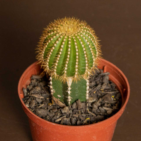 Cactos Enxertados (p/ colecionador)