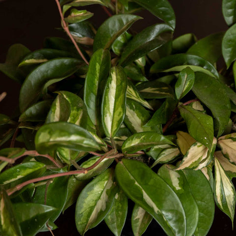 Hoya Carnosa Tricolor