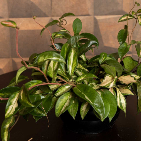 Hoya Carnosa Tricolor