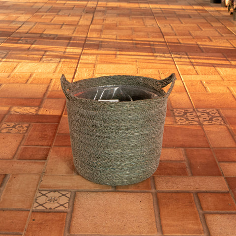 Cesta Nelis