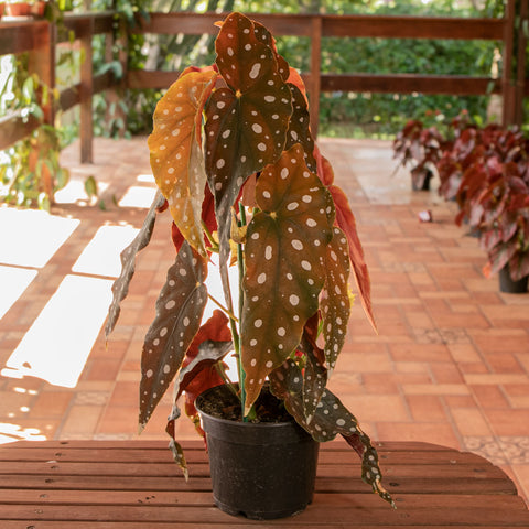 Begônia maculata
