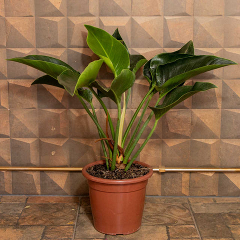 philodendron verde