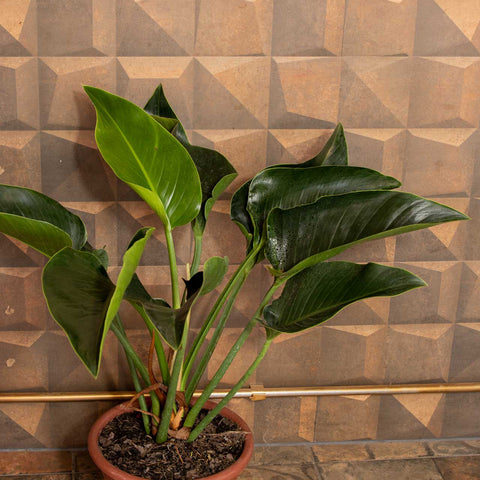 Philodendron verde