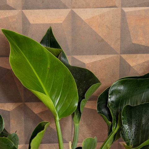 Philodendron verde
