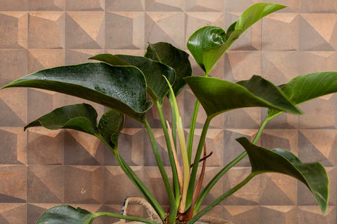 Philodendron verde