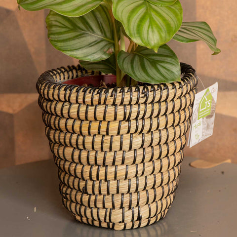 Calathea Orbifolia + cesta jula