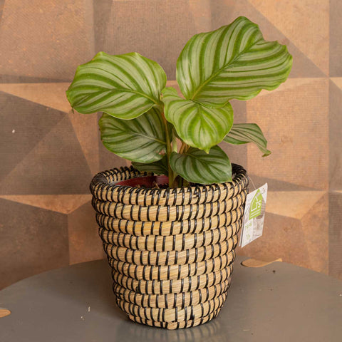 calathea orbifolia