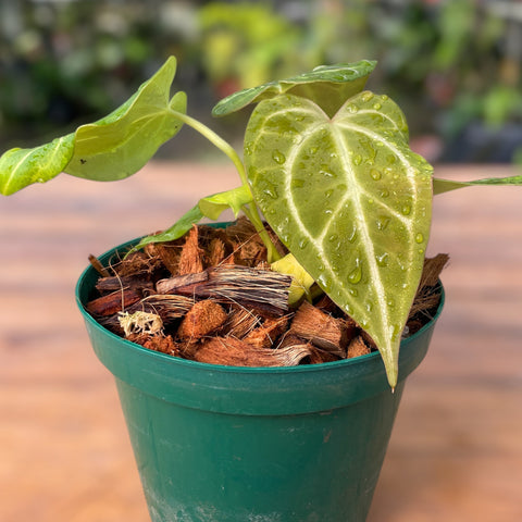 Anthurium magnificum 'norte'