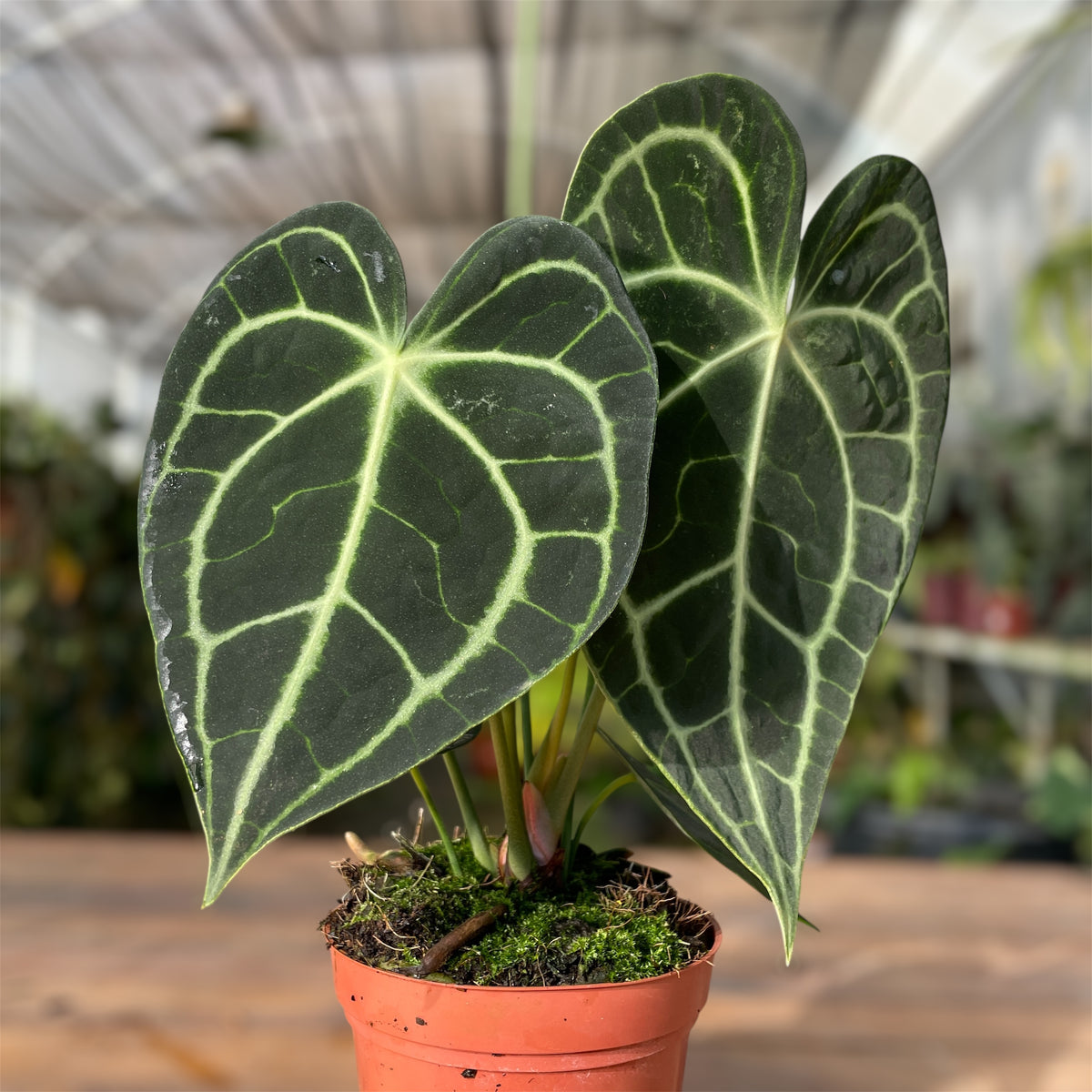 anthurium clarinervium cuidados Anthurium clarinervium: Compre Plantas Raras