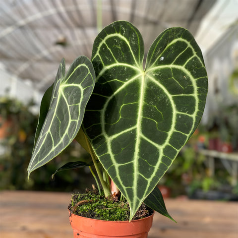 Anthurium clarinervium