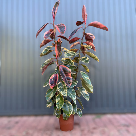 Ficus elástica ruby