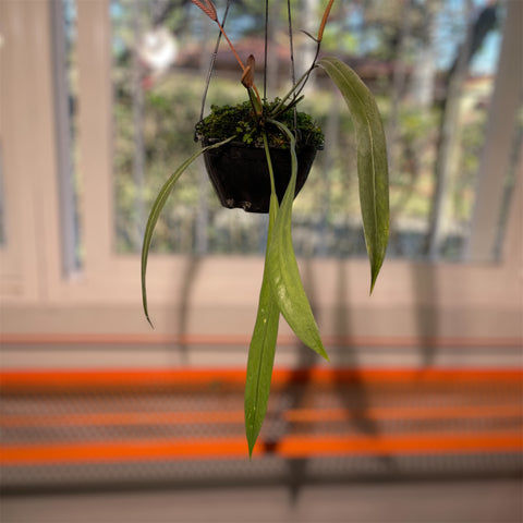 Anthurium vittarifolium