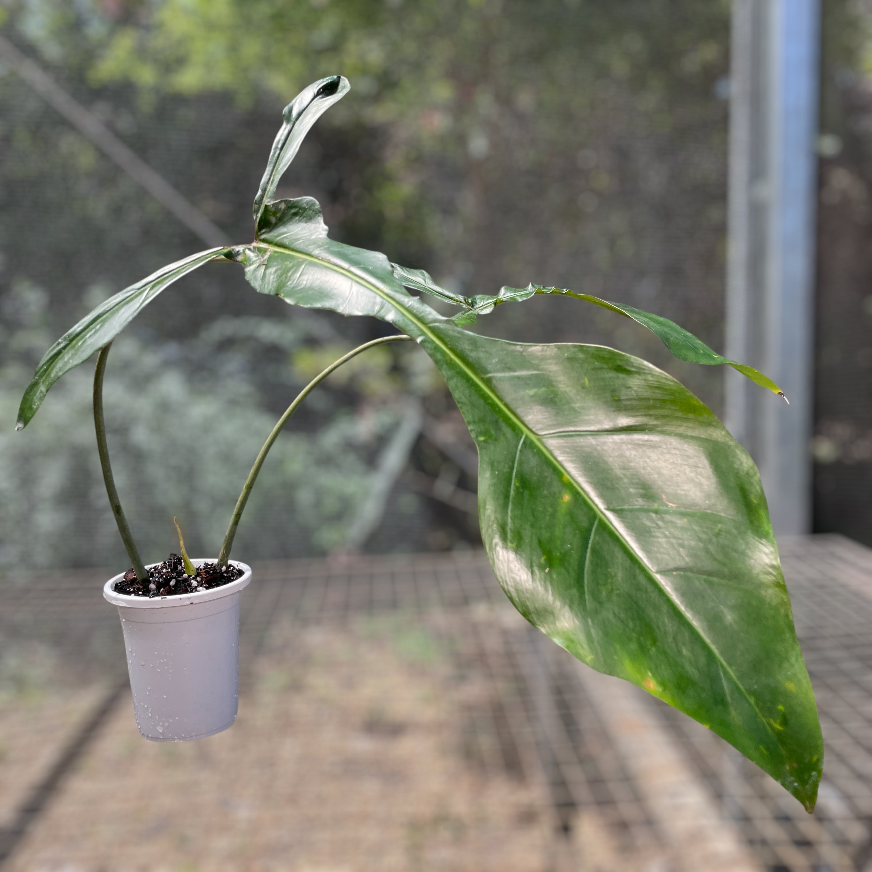 Philodendron 'Joepii' – Entre Raízes Botânica