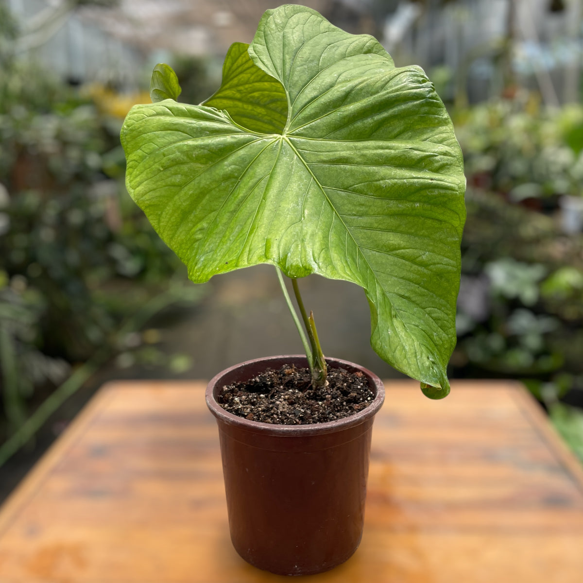Anthurium balaoanum M – Entre Raízes Botânica