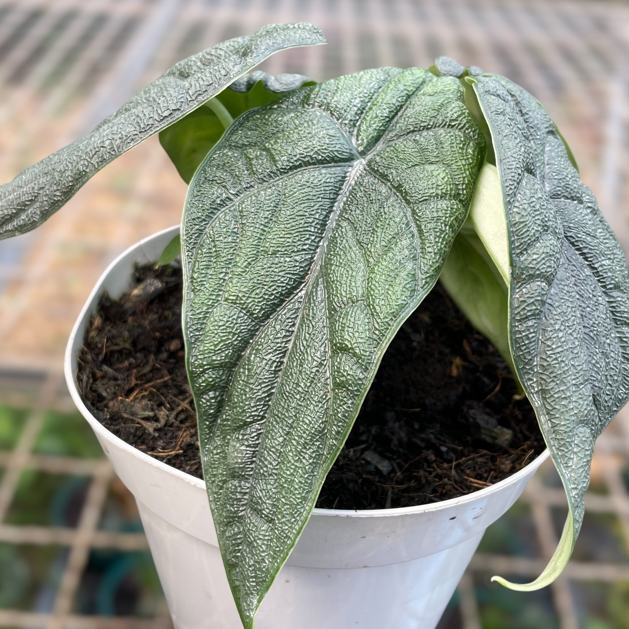 Alocasia melo 'Rhino Skin' – Entre Raízes Botânica