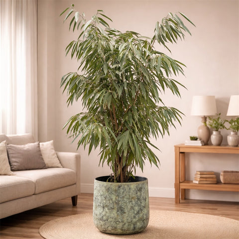 Ficus Alii + Cachepot Elisa | Entre Raízes Botânica