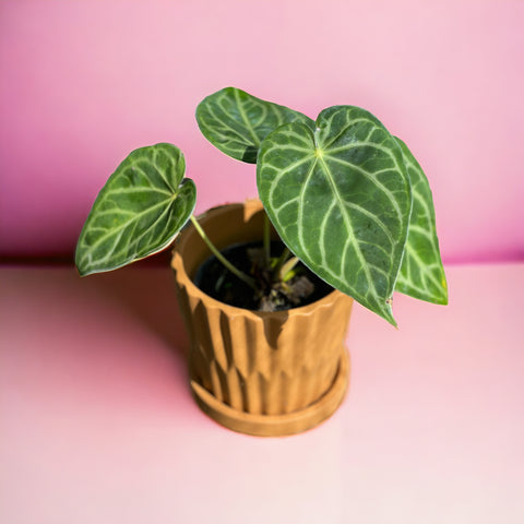 Cachepot origami