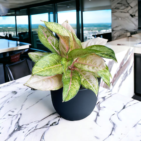 Aglaonema frozen + cachepot concept