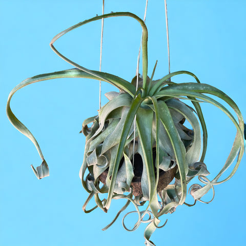 Tillandsia streptophylla