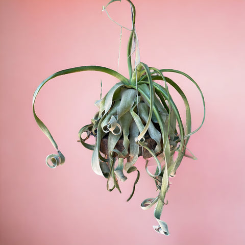 Tillandsia streptophylla