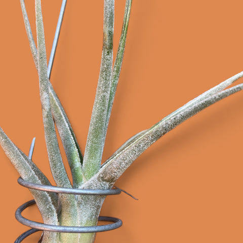 Tillandsia pruinosa