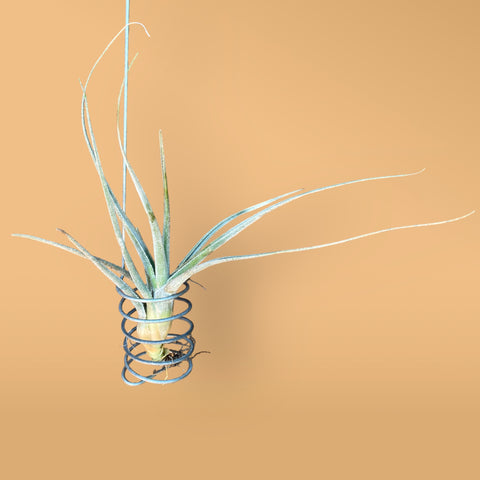 Tillandsia pruinosa