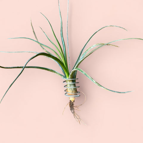 Tillandsia streptoehylla x bulbosa