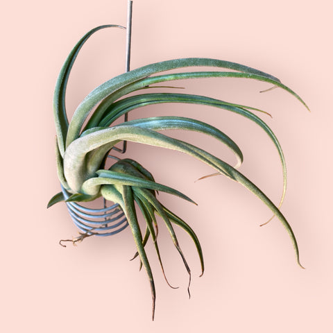 Tillandsia Circinata