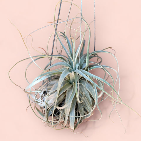 Tillandsia chapeuensis