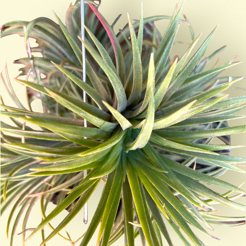 Tilandsia ionantha fuego (bolacha de madeira)