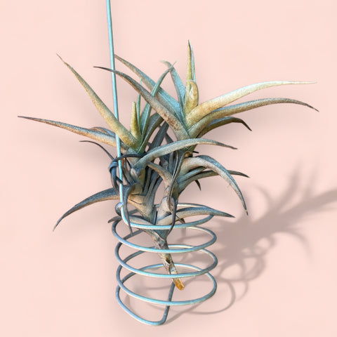 Tillandsia rectangula