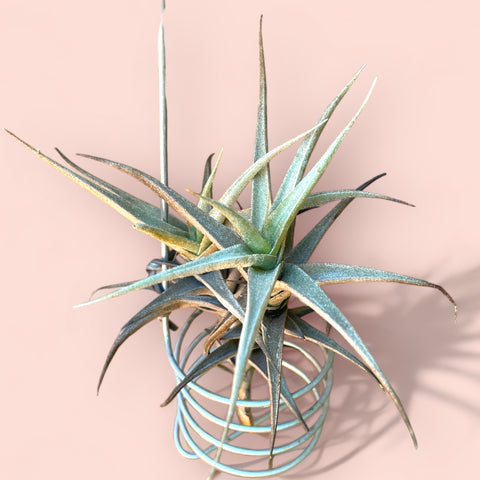 Tillandsia rectangula
